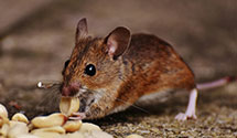 24 Hour & Emergency Exterminators in Manitowoc, WI